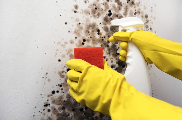Best Preventive Mold Services in Heyburn, ID