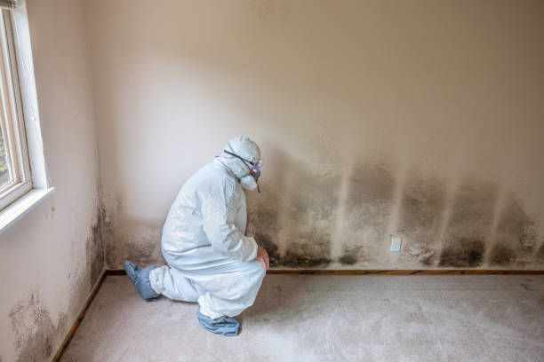 Best White Mold Remediation in Heyburn, ID